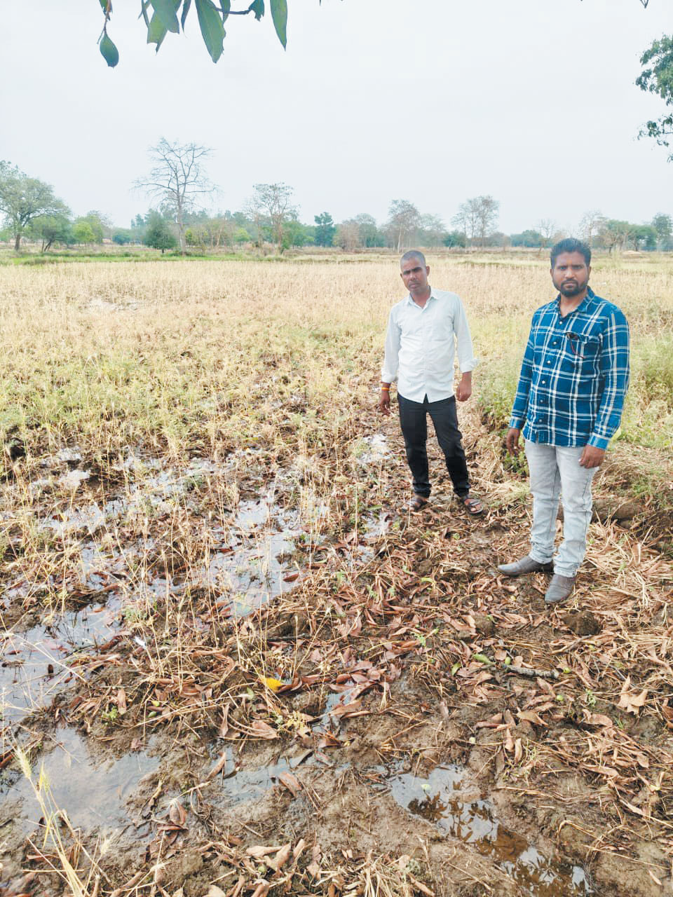 असामयिक वर्षा व ओलावृष्टि से फसल क्षति