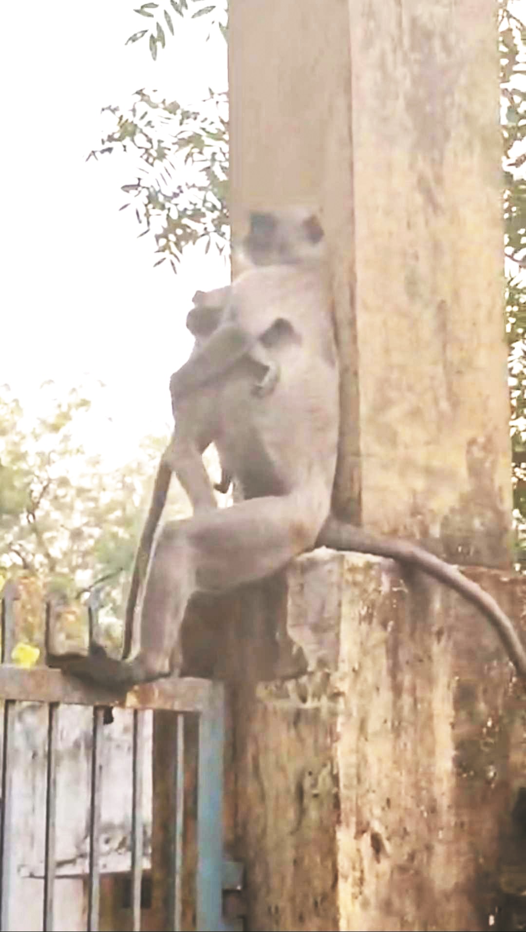 बच्चे की मौत के बाद भी सीने से लगाए बैठी रही बंदरिया