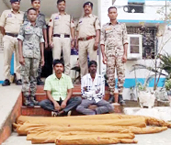 फरसगांव में गांजे की खेती, दो गिरफ्तार, 21 किलो पौधे जब्त