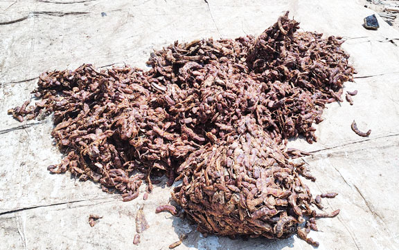 इमली ने तोड़ा रिकॉर्ड