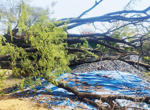 आंधी-तूफान से कई घर क्षतिग्रस्त, 4 मवेशियों की मौत