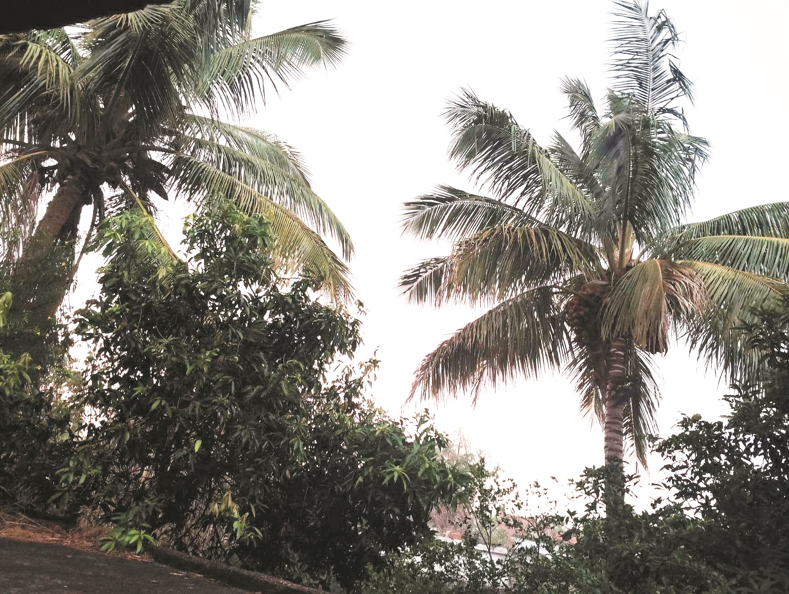सुबह झमाझम बारिश, रात में दर्जनों पेड़-खम्भे गिरे