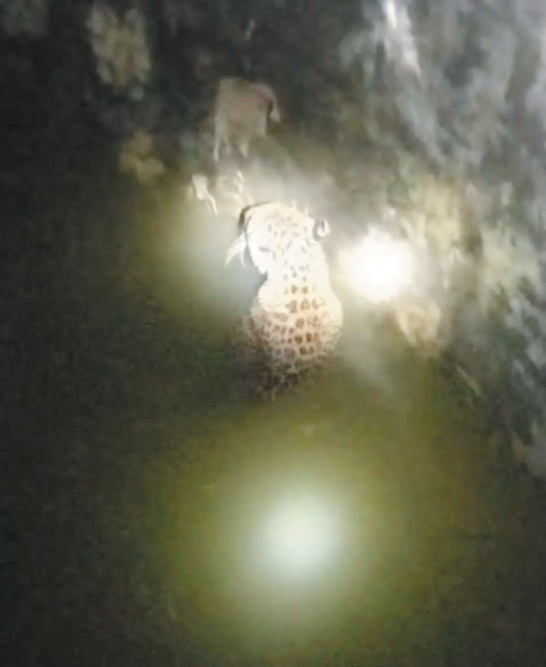 कुएं में गिरा तेंदुआ, वनकर्मियों ने सुरक्षित बाहर निकाला