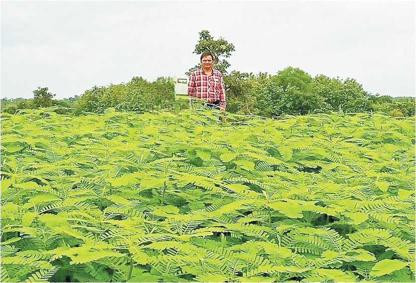 किसानों को अधिक से अधिक हरी खाद उपयोग करने की सलाह