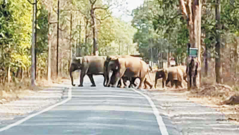 रायगढ़ में 133 हाथियों की मौजूदगी, सडक़ पार करते दिखा