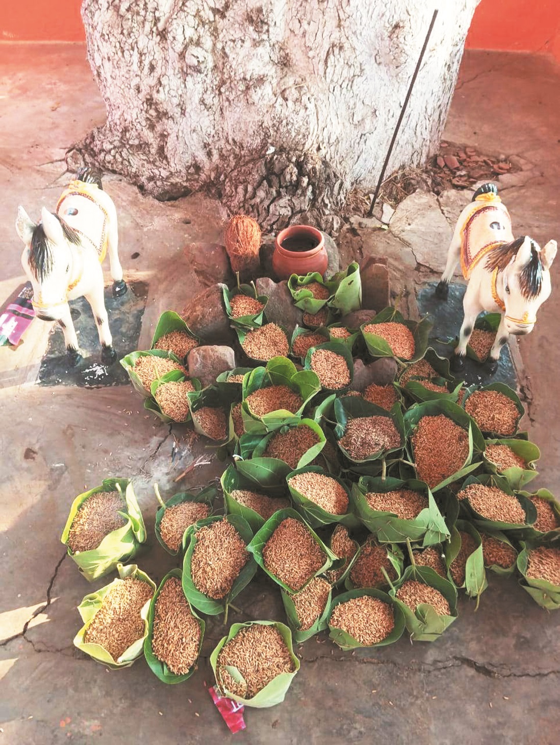 अक्ती: शीतला-ठाकुर देव को दोने में धान समर्पित कर खेती की शुरुआत, गुड्डे-गुडिय़े की शादी भी