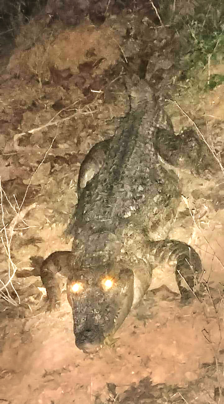 गांव में सडक़ किनारे दिखा मगरमच्छ