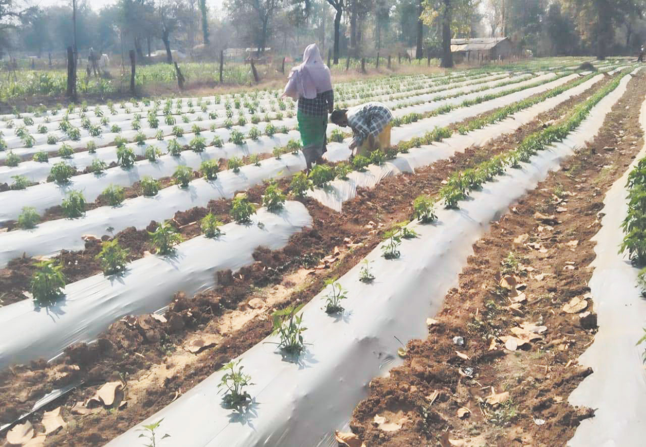 आईएफसी के माध्यम से महिला किसानों को आजीविका संवर्धन का लाभ