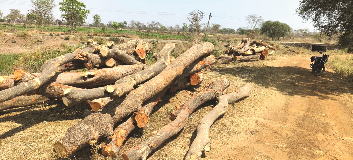  बिना अनुमति काट डाले सैकड़ों पेड़!