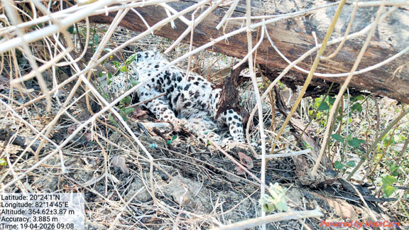 एनएच पर तेंदुआ मृत मिला