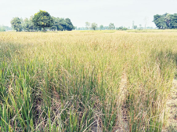 जल स्तर गिरा, बोर ने भी साथ छोड़ा, कई गांवों की फसलें सूखी