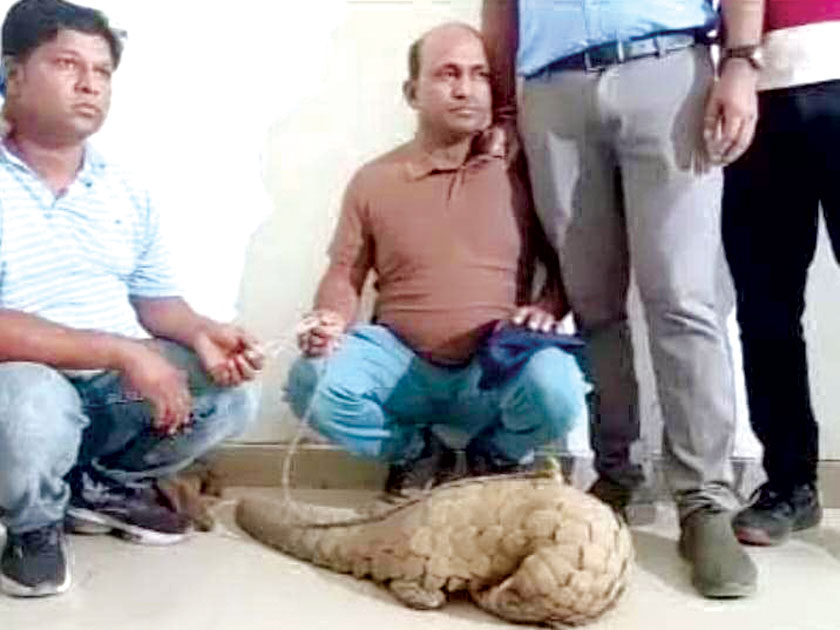 झोपड़ी से करोड़ों की पैंगोलिन का रेस्क्यू, दो गिरफ्तार 