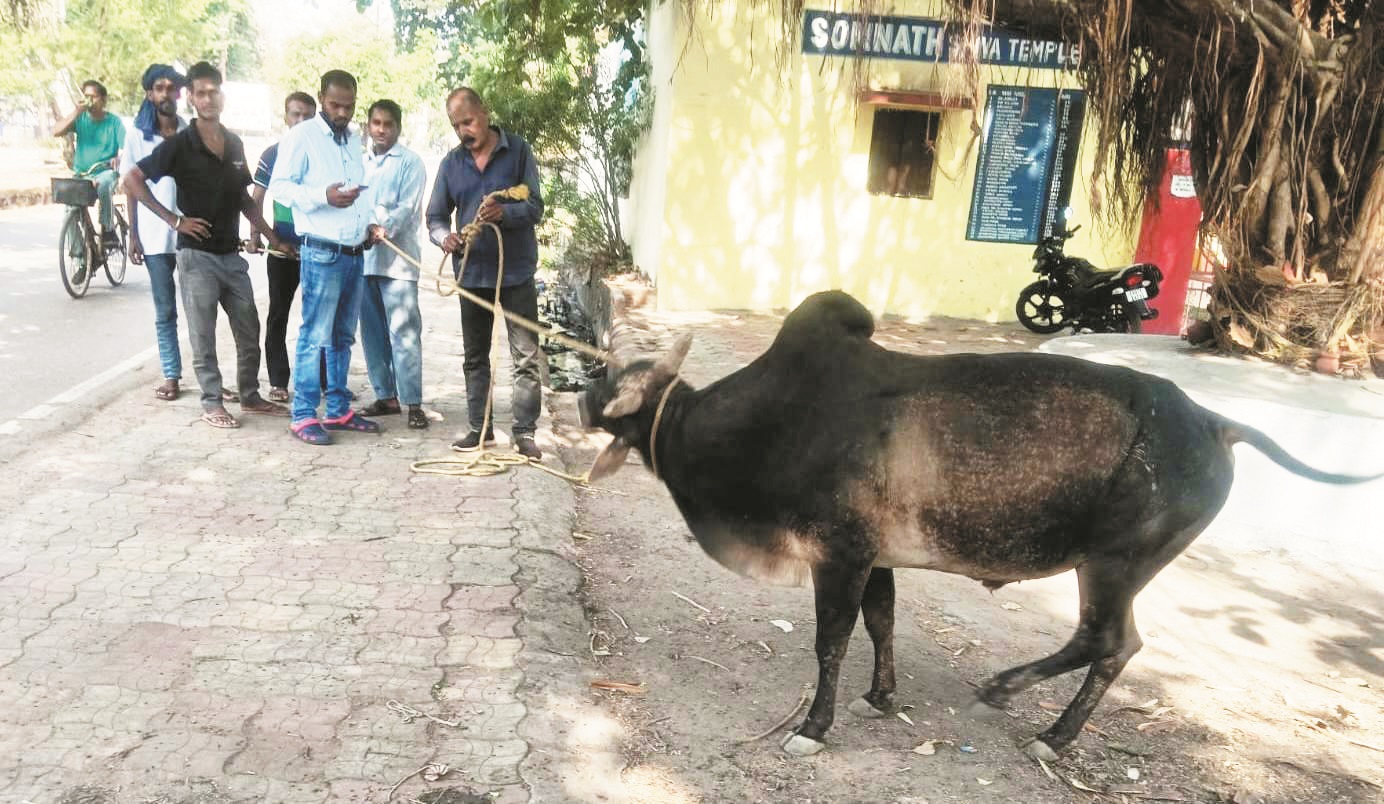 आवारा पशुओं को पकडऩे अभियान