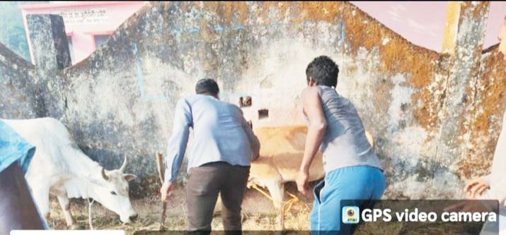 बैक्टीरियल रोग की रिपोर्ट नेगेटिव जशपुर में पशुओं की जांच