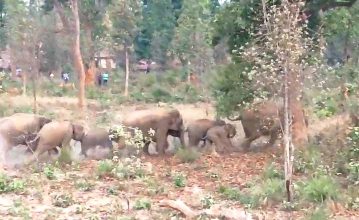 रायगढ़ में हाथियों की संख्या पहुंचीं 146
