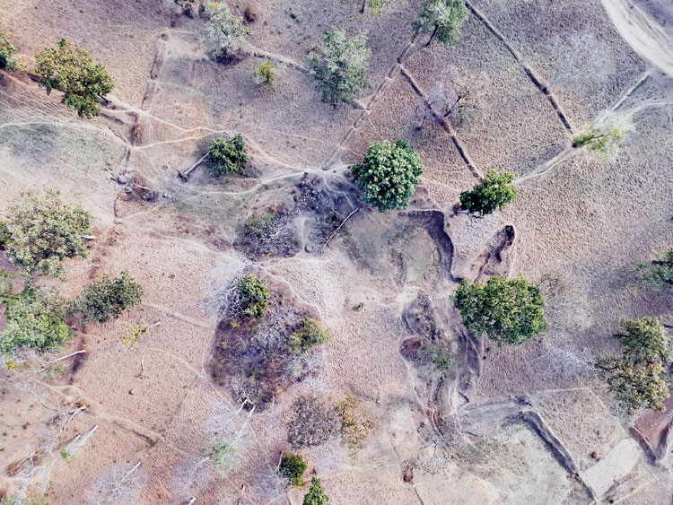 टाइगर रिज़र्व में 15 साल में कटे 1 लाख पेड़