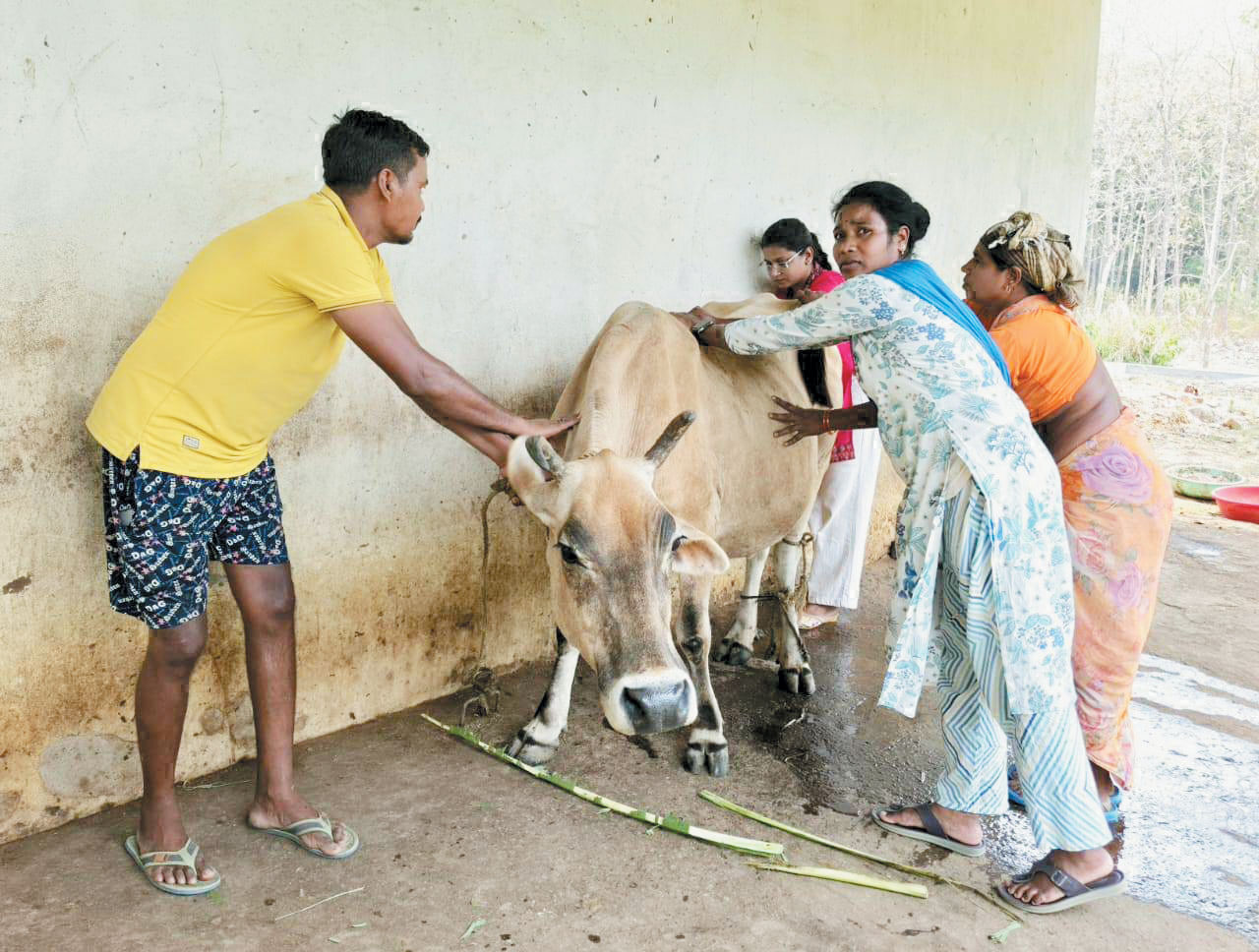 टॉल फ्री नंबर 1962 बना पशुपालकों के लिए वरदान