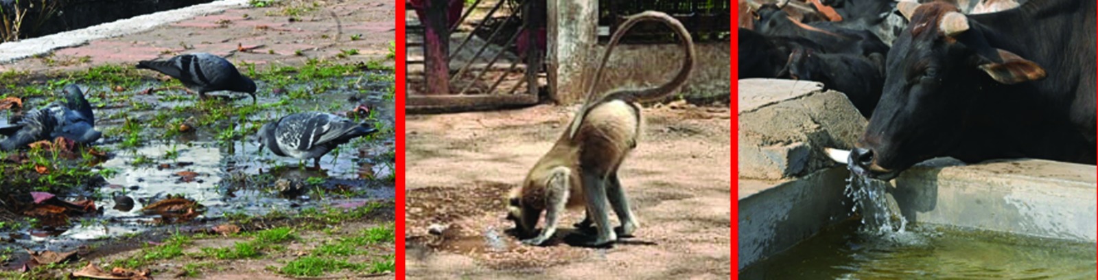 जल ही जीवन है: भीषण गर्मी   में पशु-पक्षियों की बढ़ी प्यास