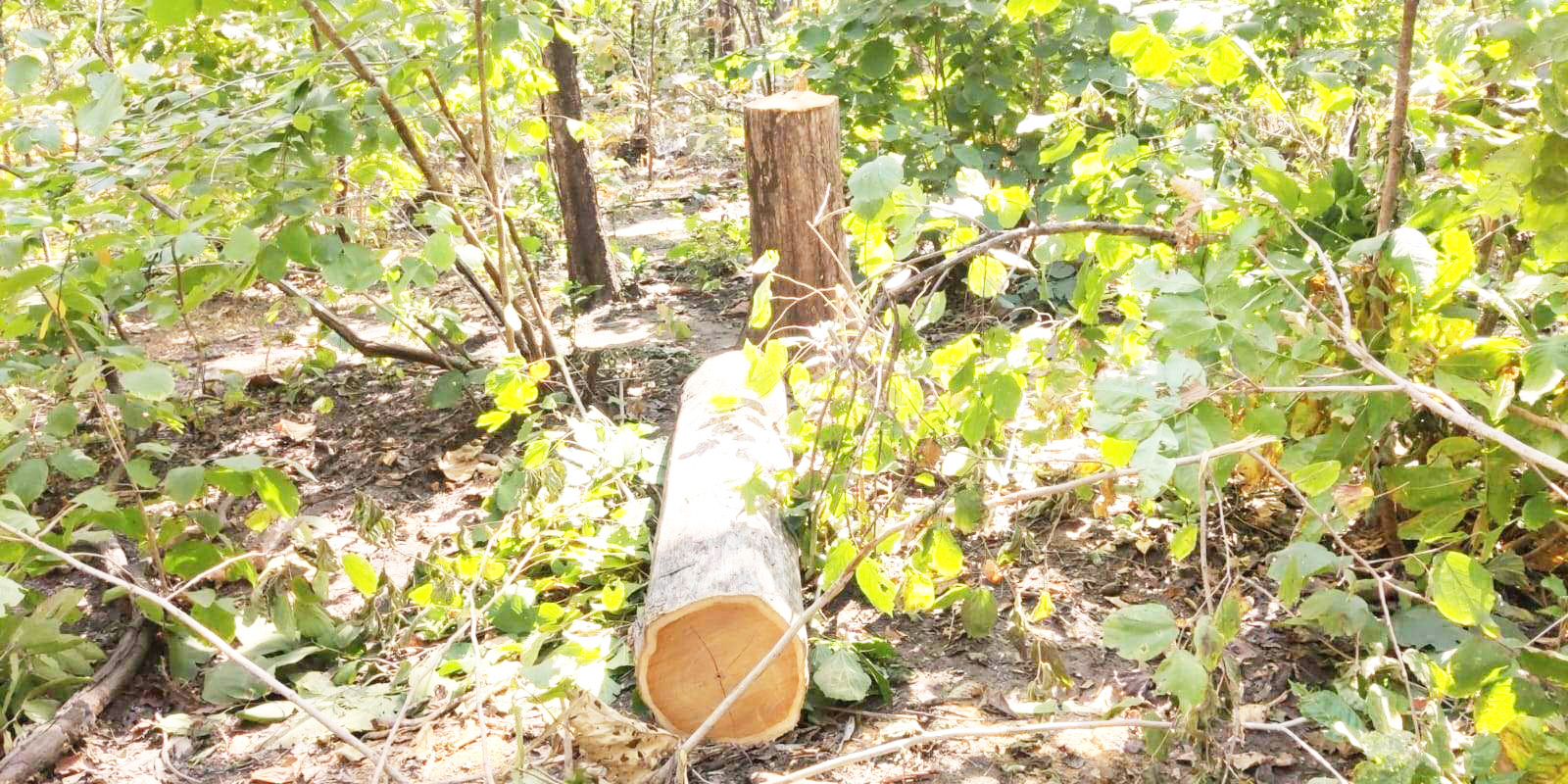 सागौन कटाई मामला: 100 पेड़ों की कटाई की पुष्टि, पुन: जांच के आदेश पर सवाल