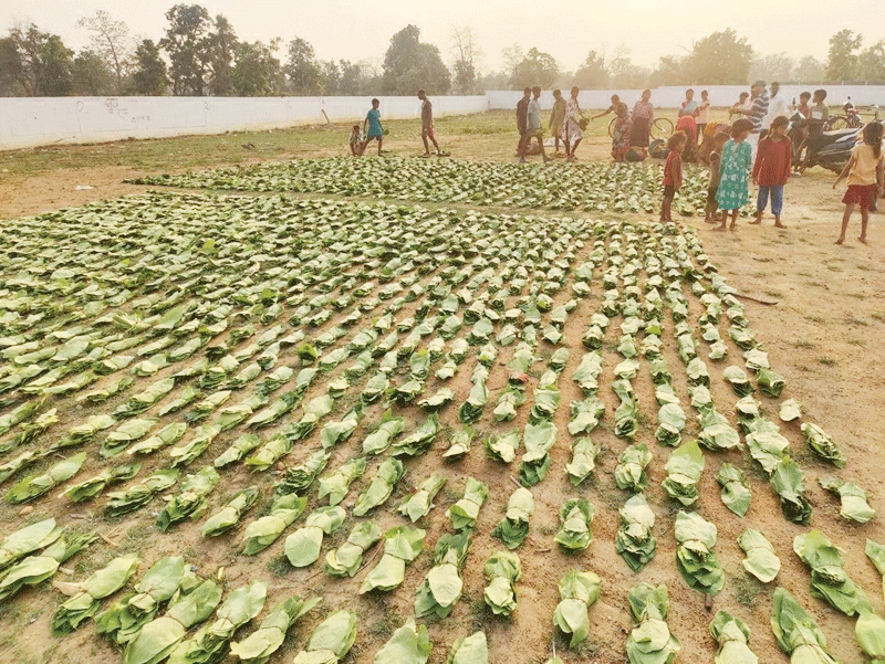तेन्दूपत्ता सीजन 2026: हड़ताल पर सख्ती, सरकार ने लागू किया एस्मा