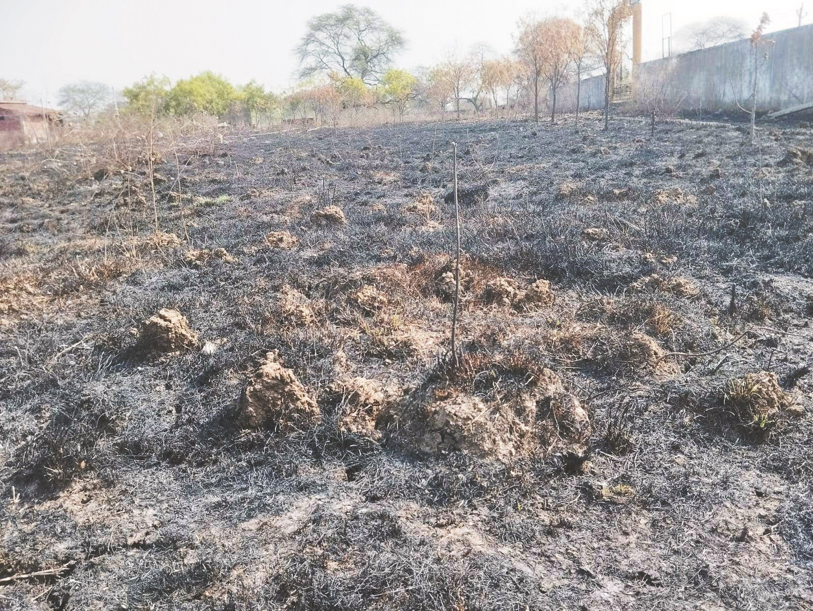 भखारा के कृष्ण कुंज में दूसरी बार लगी आग, हजारों पेड़ पौधे जले