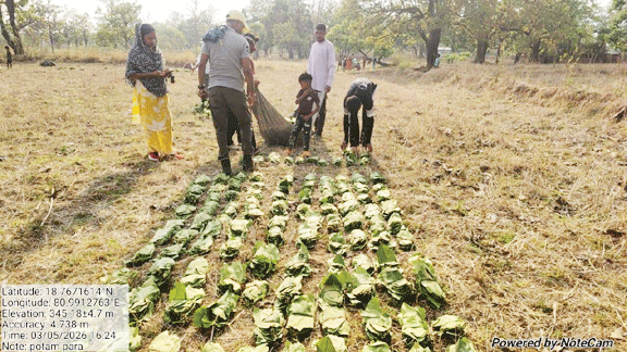 तेंदूपत्ता संग्रहण की शुरुआत से बीजापुर में उमंग, संग्राहकों का तिलक से स्वागत