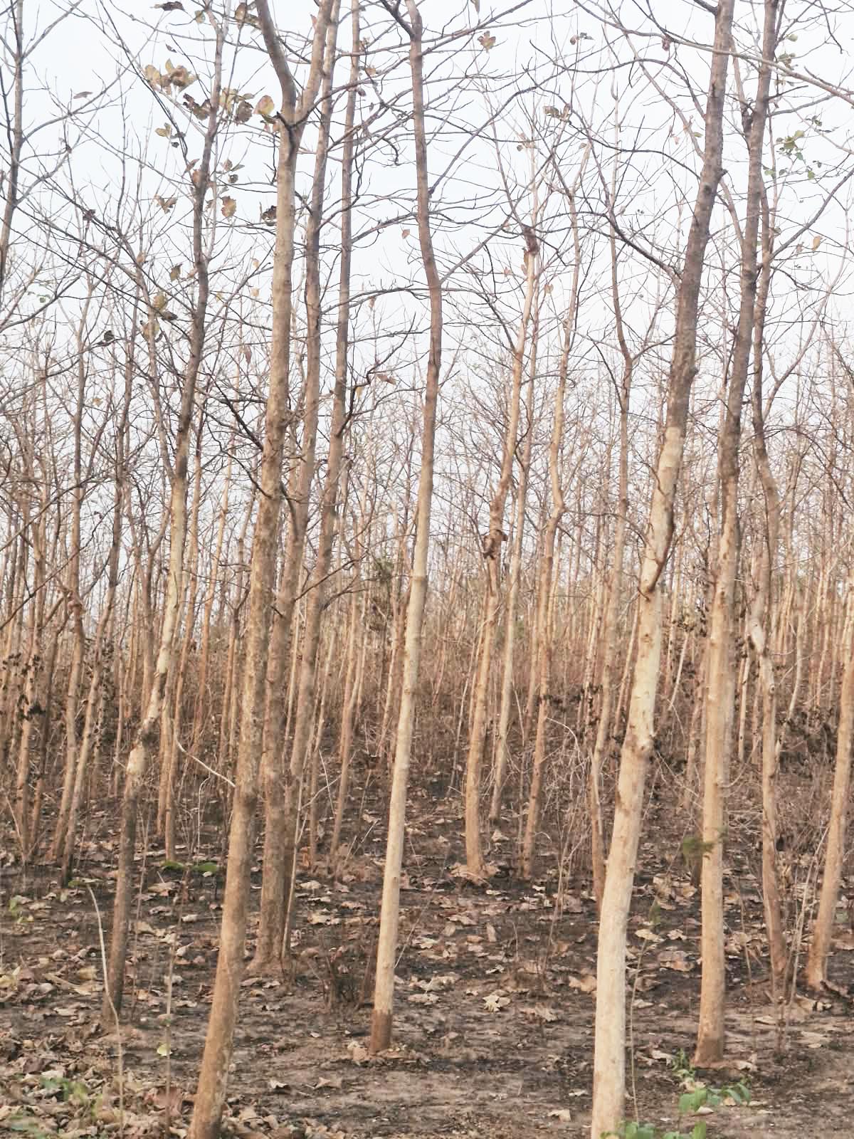 भीषण गर्मी ने बेशकीमती सागौन की  पैदावार को झुलसाया