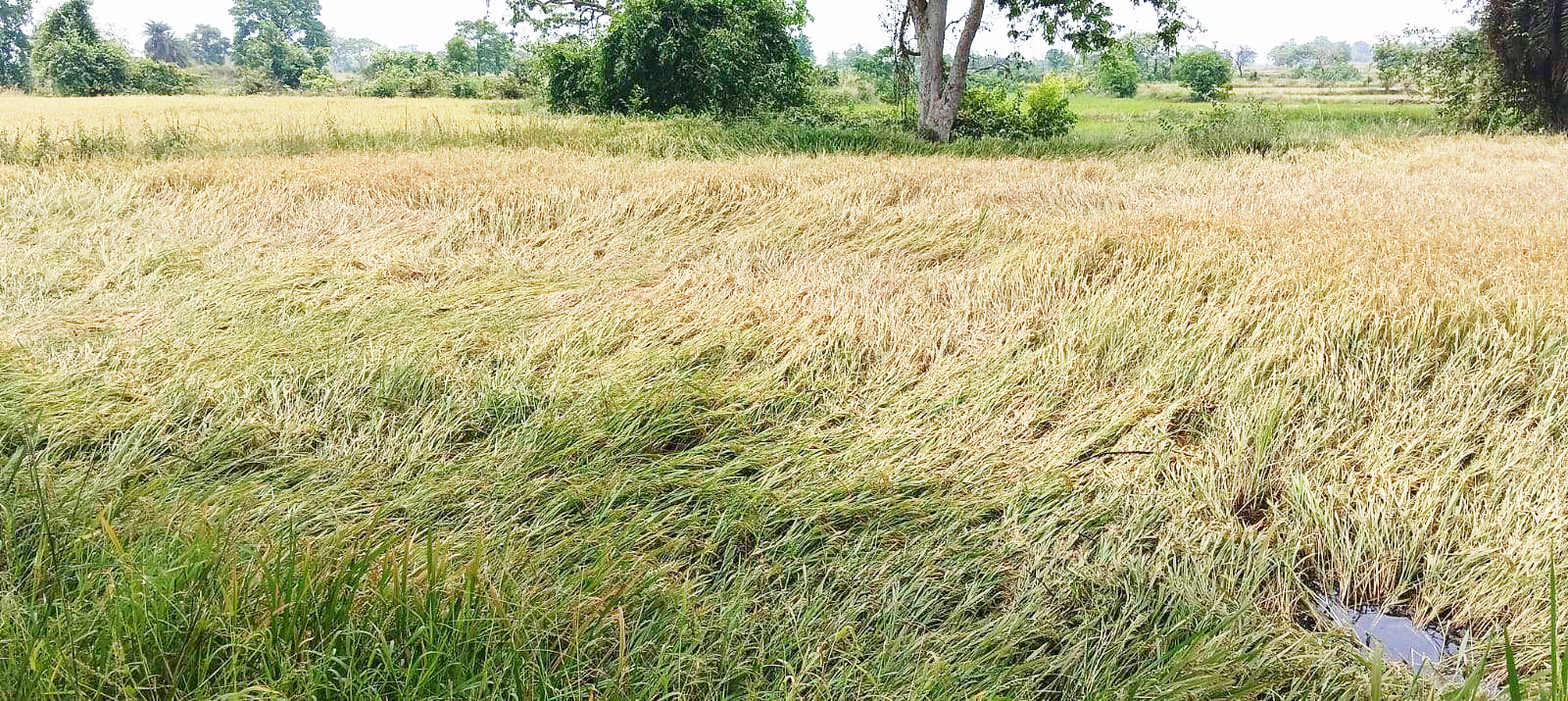 आंधी-बारिश से 90 फीसदी रबी फसल नुकसान, खेतों में सो गई फसल, धान की बालियों से झडक़र दाने जमीन पर बिछ गए