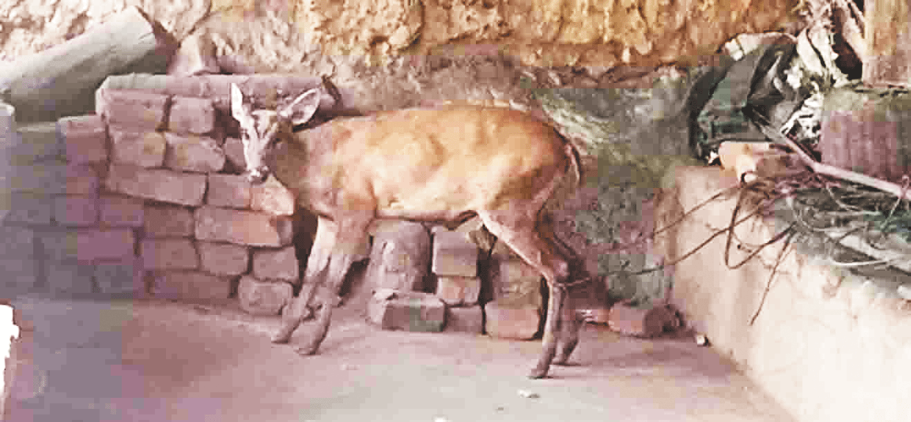 पानी की तलाश में कोटरी गांव में घुसा, कुत्तों के हमलों में घायल
