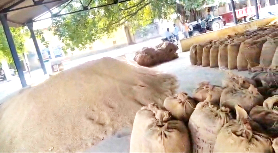रबी के धान में कारोबारियों की दिलचस्पी नहीं,  साढ़े 16 सौ रुपए क्विंटल में बिक रहा...