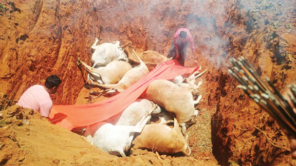  गाज से 14 गायों की मौत ग्रामीणों ने नम आंखों से दी अंतिम विदाई