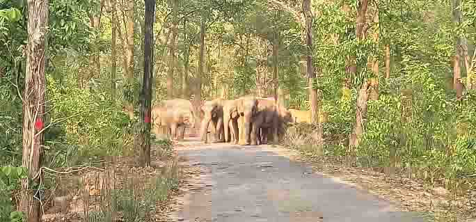 सडक़ किनारे पहुंचा हाथियों का दल