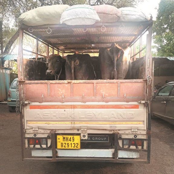 मवेशियों को बुचडख़ाना ले जाते 4 आरोपी गिरफ्तार, पायलेटिंग करती कार जब्त