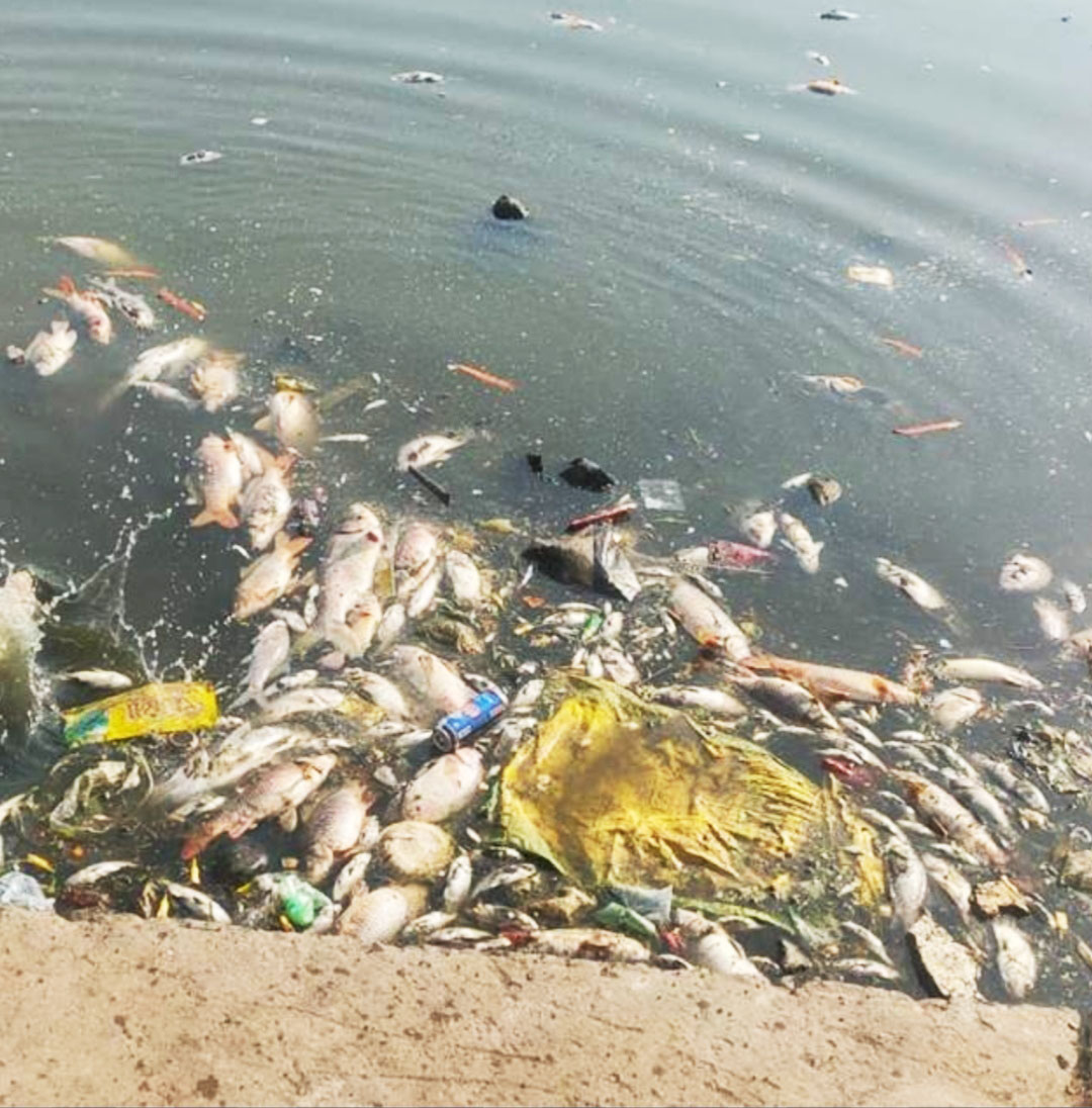 भीषण गर्मी में उबल रहा तालाबों का पानी, मर रहीं मछलिया, जल स्तर घटने से ऑक्सीजन की कमी भी