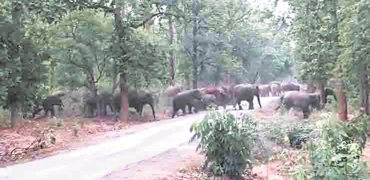 रायगढ़ में 51 हाथियों का महादल एक साथ सडक़ पार करते आया नजर 