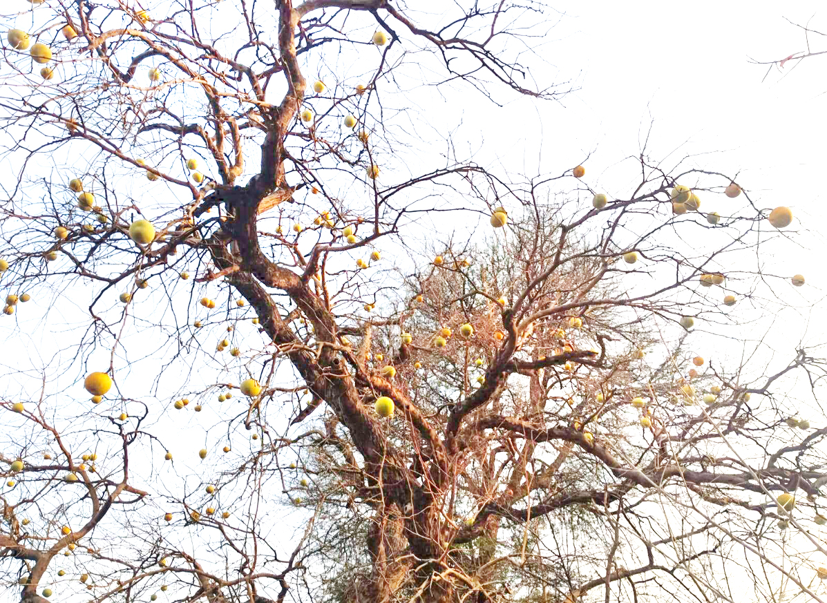 फल से लदे बेल प्रकृति प्रदत्त उदर रोग की रामबाण औषधि