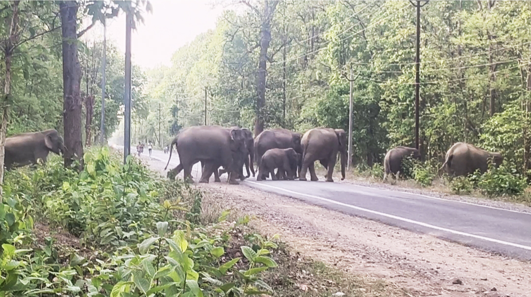 हाथी शावकों की सुरक्षा पर वन विभाग सतर्क