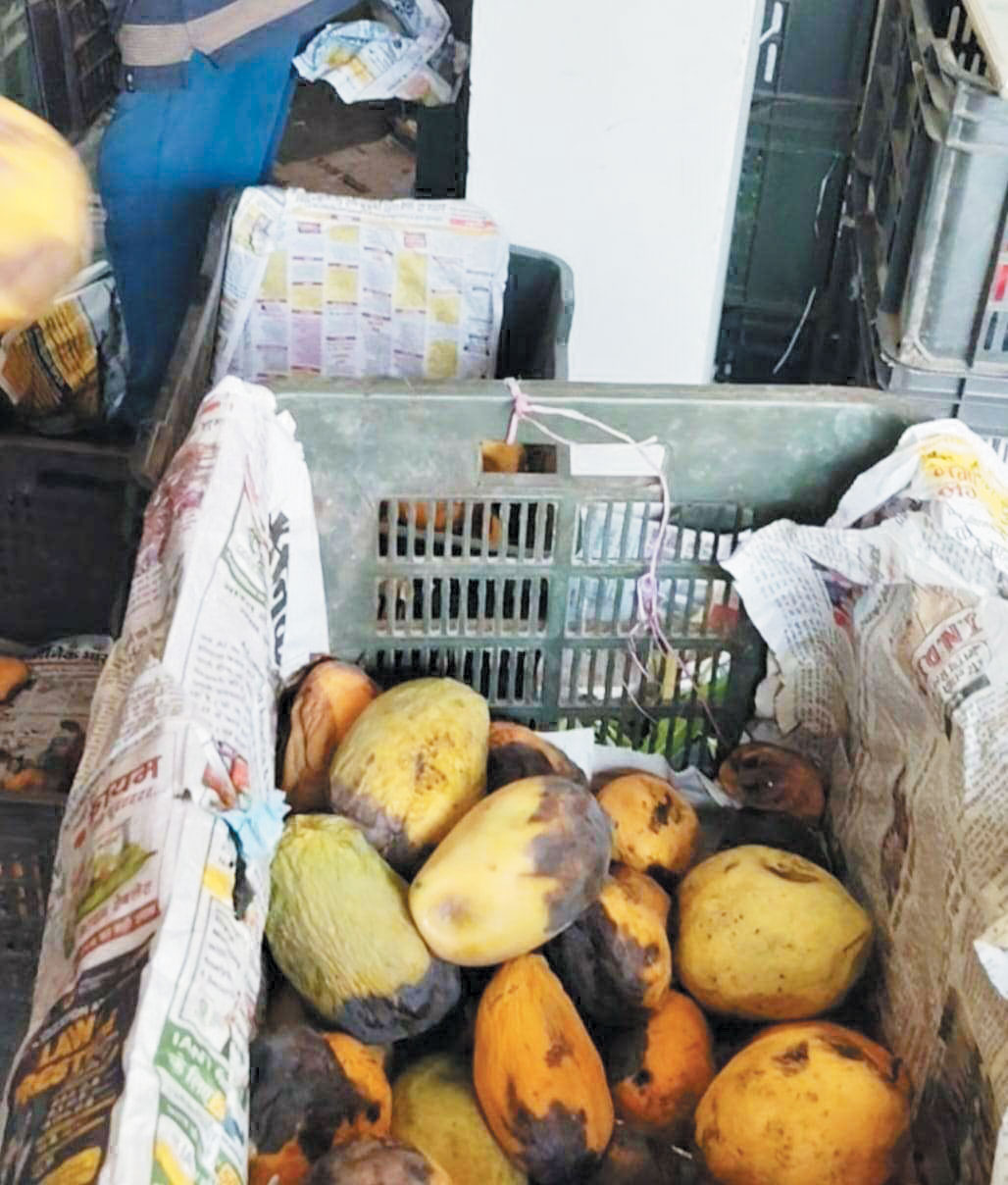 280 किलो खराब आम किए नष्ट फल विक्रेताओं को दी चेतावनी