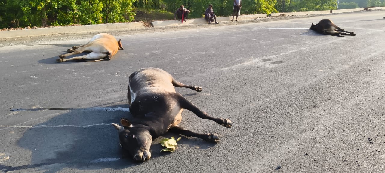 भारतमाला सडक़ पर अज्ञात वाहन का कहर : 7 बैलों को रौंदा, 5 मौतें, 2 गंभीर
