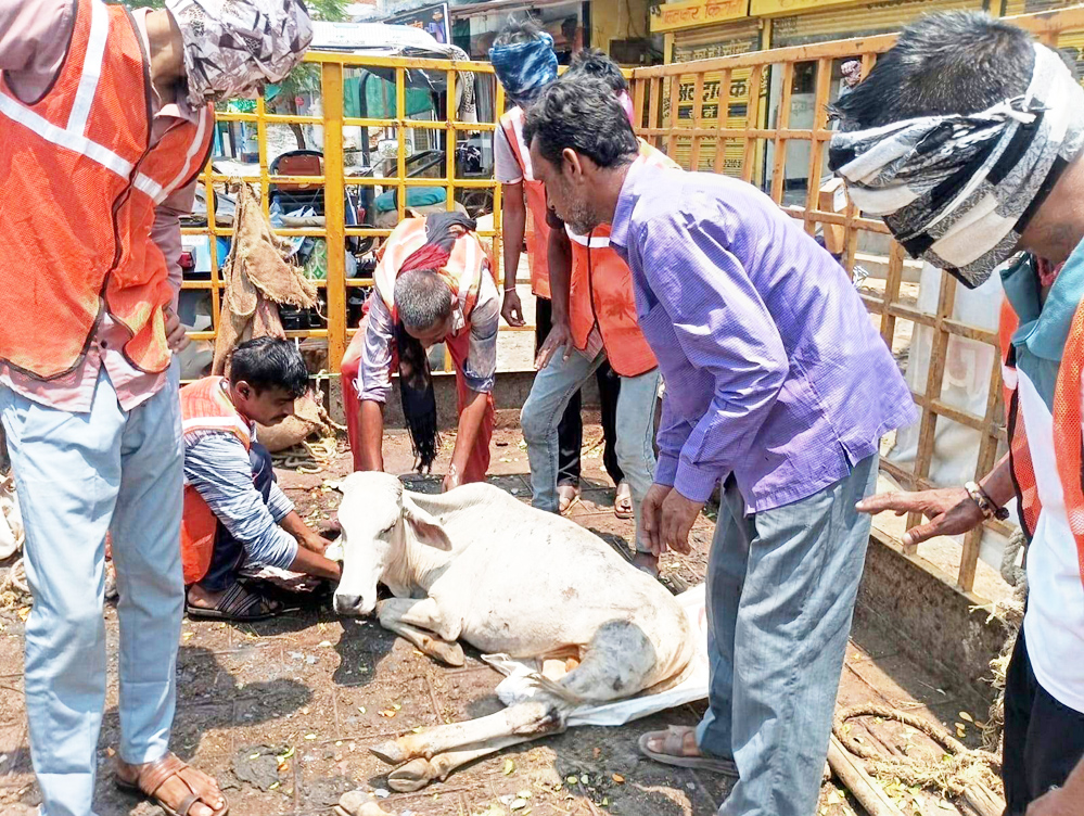 निगम की टीम ने पकड़े  आधा दर्जन मवेशी