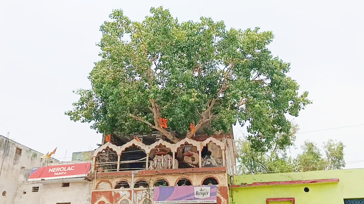 70 साल पुराने पीपल के पेड़  को सहेजकर रखा...