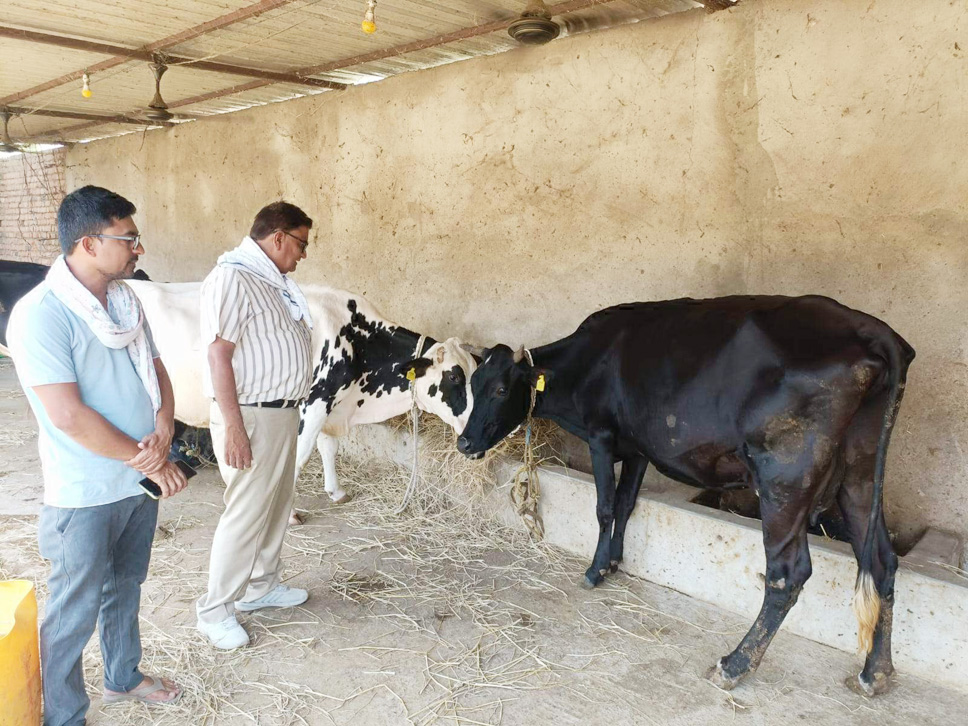 दुग्ध उत्पादन पशुपालकों की आय का प्रमुख जरिया