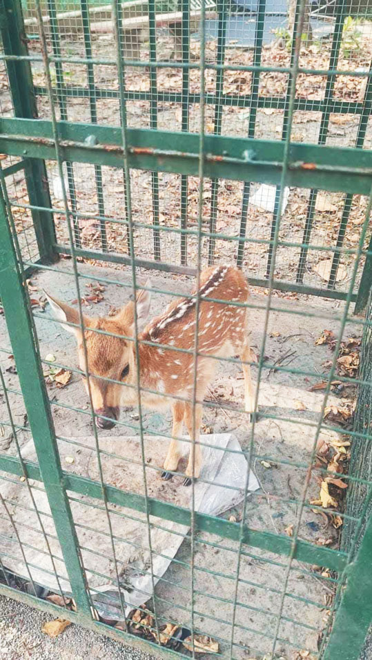 तालाब किनारे झुंड से बिछड़ा चीतल का बच्चा