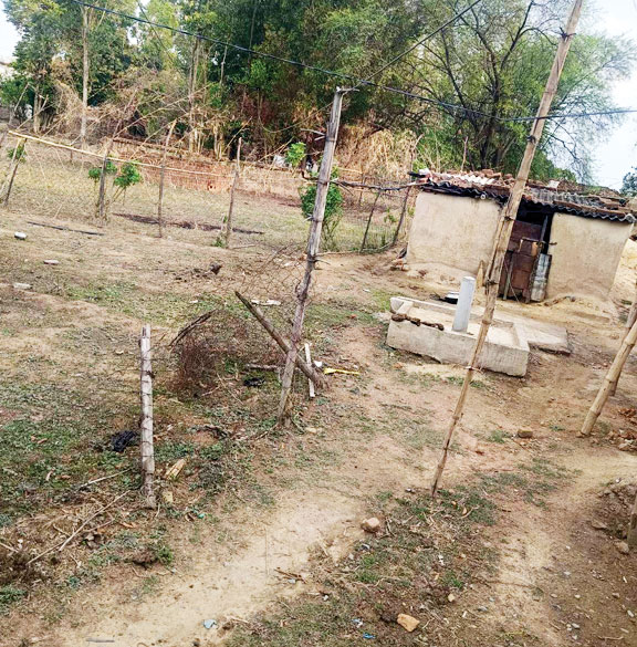 बांस-बल्ली के सहारे दौड़ रही बिजली, महीनों से झूल रहे 11 केवी तार