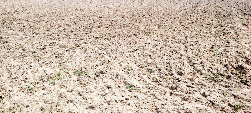 मानसून में देरी, धान की बुवाई पिछड़ी