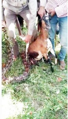 महानदी के किनारे अजगर ने किया बकरी का शिकार    