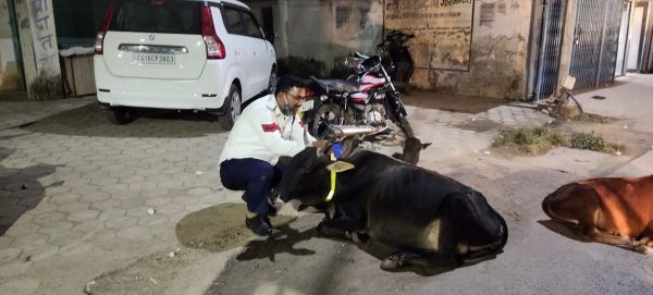पशुओं के गले में रेडियम पट्टा, दुर्घटना से बचने पुलिस की पहल