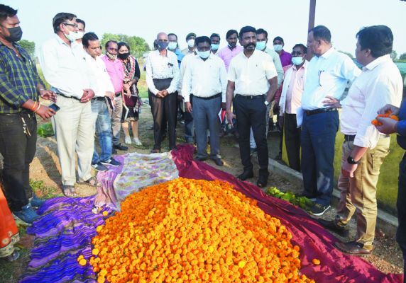 कलकसा गौठान में गेंदा फूलों की खेती का अवलोकन