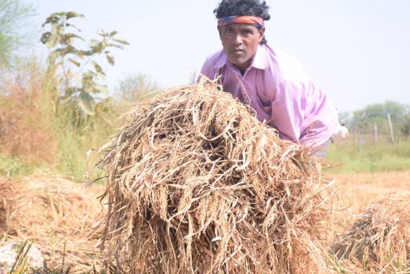 धान की बंपर पैदावार