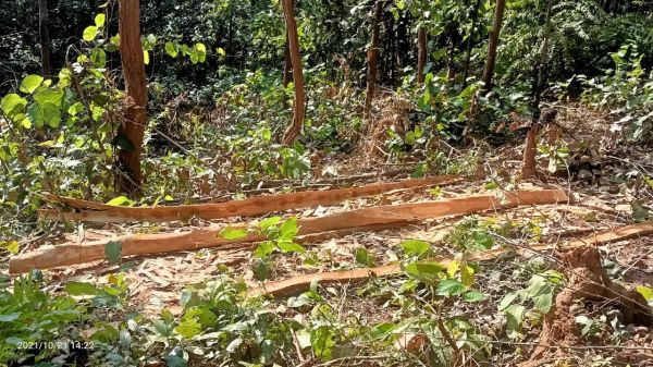 पेड़ों की अवैध कटाई कर जंगल के बीचों बीच गोला और सिल्ली हो रहा तैयार